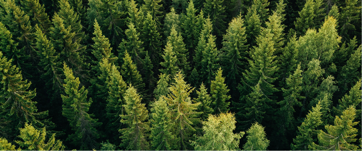 Pine Forest
